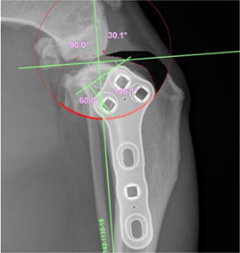 Tplo Rotation Guide Knee Surgery – TPLO (Tibial Plateau Leveling Osteotomy) – Pet ...