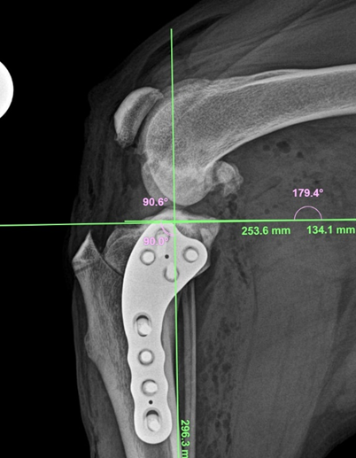 Tplo Bone Rotation Knee Surgery – TPLO (Tibial Plateau Leveling Osteotomy) – Pet ...