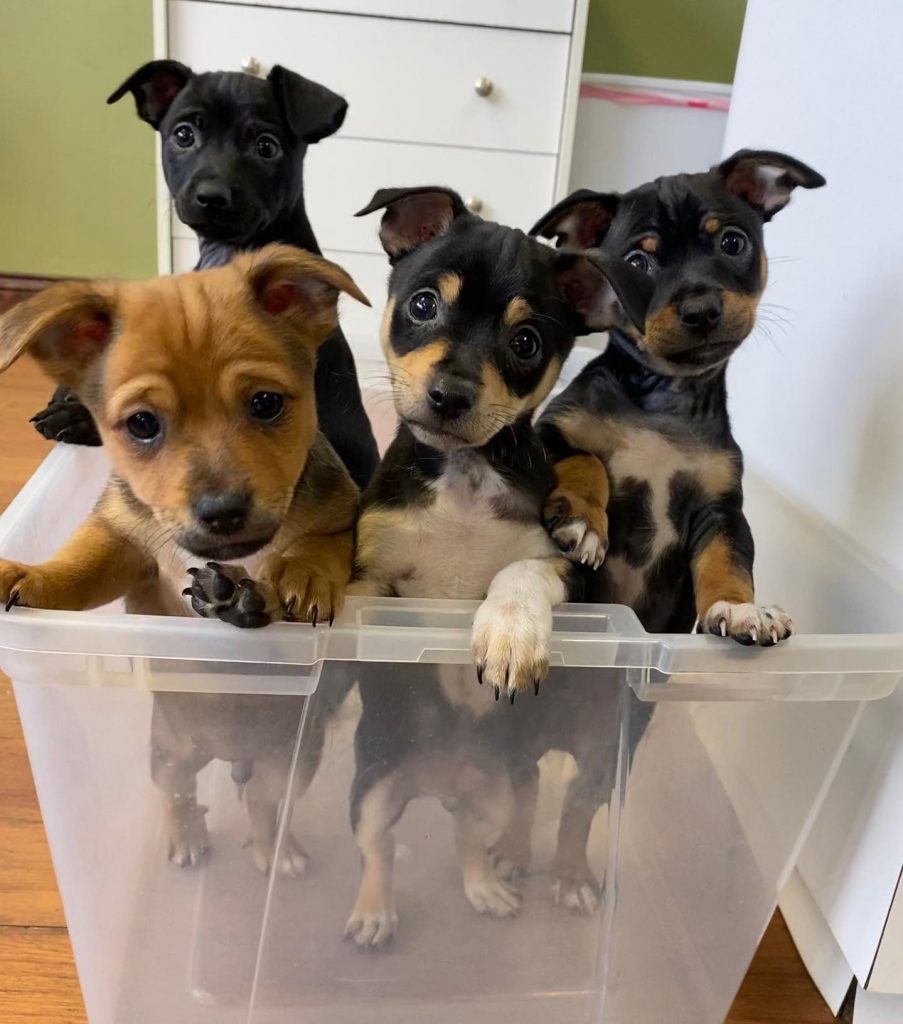 Puppies