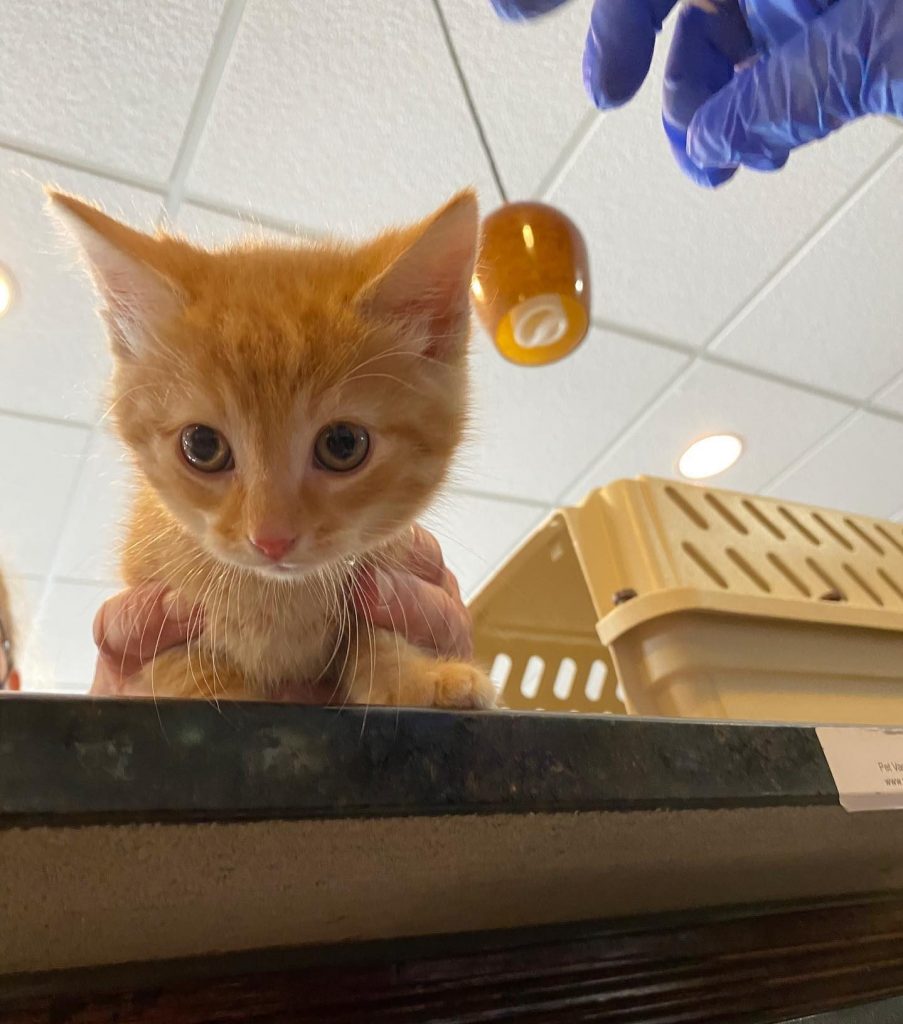 cat1